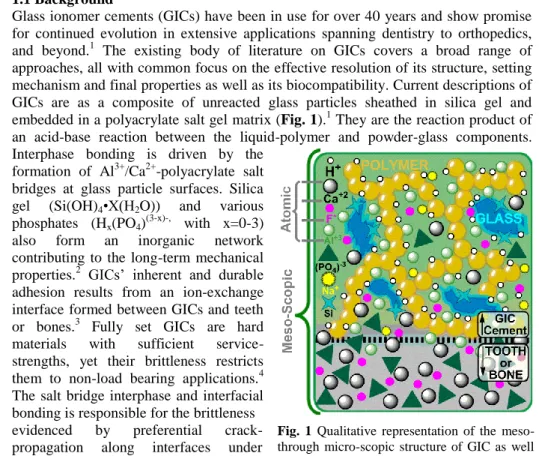 Fig.  1  Qualitative  representation  of  the  meso-  through  micro-scopic  structure  of  GIC  as  well  as the interface between GIC and tooth/bone.