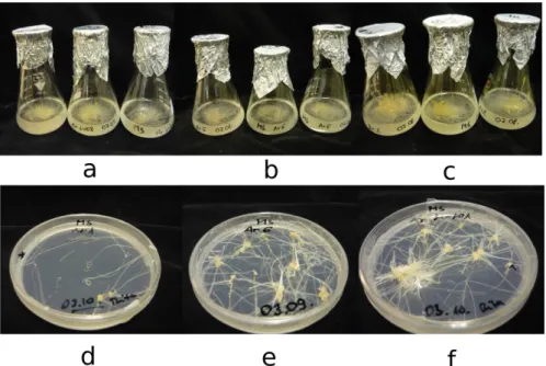 7. ábra Az Agrobacterium rhizogenes A4-es törzzsel transzformált Armoracia  rustica  HRC-k  vizuálisan  értékelt  morfológiai  különbségei  (a)-(c):  járulékos  hajtásképződés  (AddShoot);  értékek:  (a):  0;  (b):  1;  (c):  2