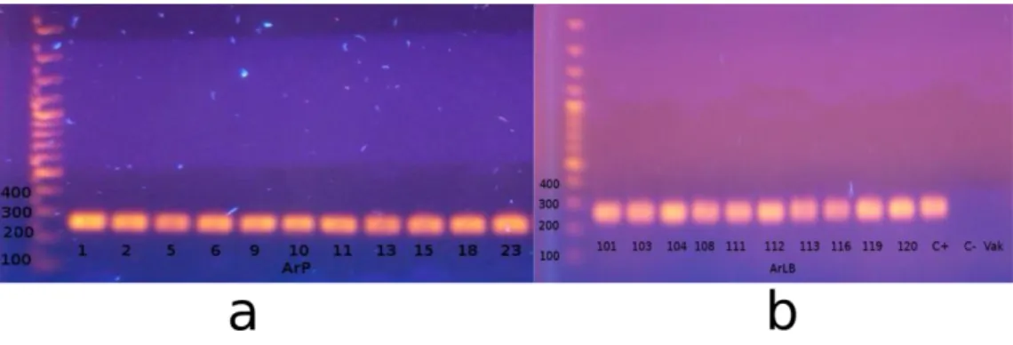 9. ábra Armoracia rusticana HRC-k PCR analízise a: ArP vonalak,  b: Ar LB  vonalak.  