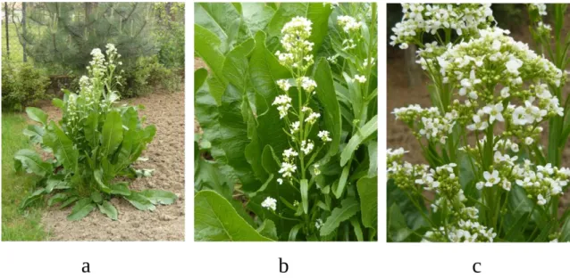 1. ábra Virágzó natív Armoracia rusticana. a: a növény teljes föld feletti hajtása,  b:   ép  vagy  karéjosan,  illetve  szeldelten  tagolt  lemezű  tőlevelek  a  virágzattal,  c: 