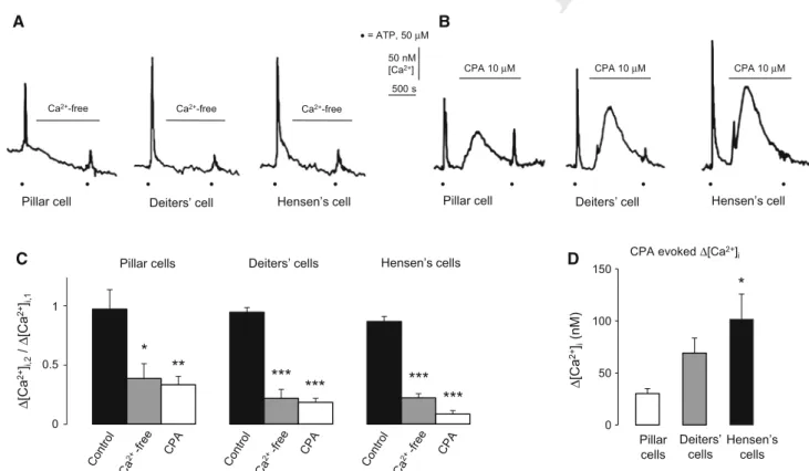 Fig. 3 ATP-evoked intracellular Ca 2 ? transients are extracellular Ca 2 ? and intracellular Ca 2 ? store dependent in the supporting cells of the organ of Corti