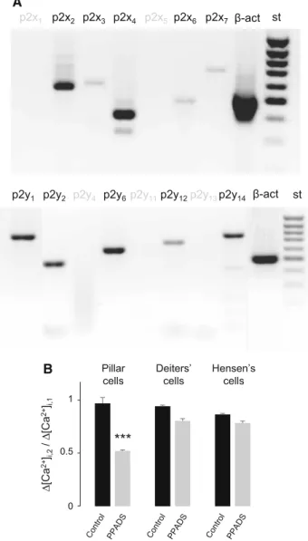 Fig. 4 RT-PCR analysis reveals the expression of multiple P2X and P2Y receptor subtypes in the organ of Corti of hearing mice