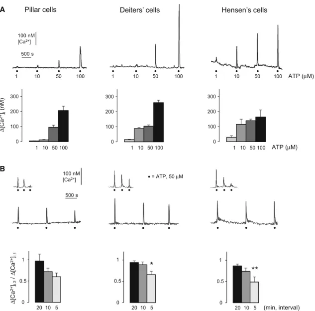 Fig. 2 ATP evoked reversible and repeatable intracellular Ca 2 ? transients in pillar, Deiters’ and Hensen’s cells