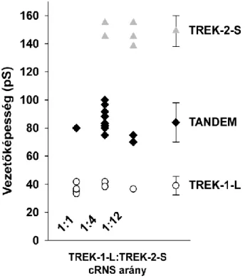 9. ábra A TREK-1-L és TREK-2-S alegységek heterodimert képeznek 