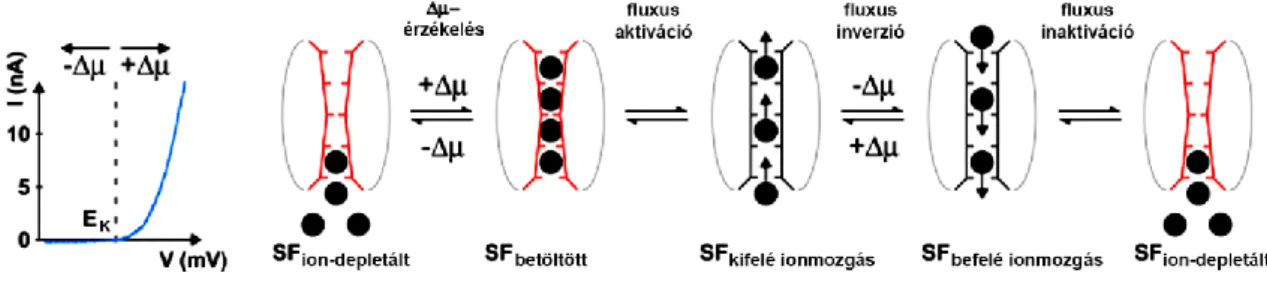 4. ábra: Az ion-fluxus-kapcsolt kapuzás mechanizmusa.
