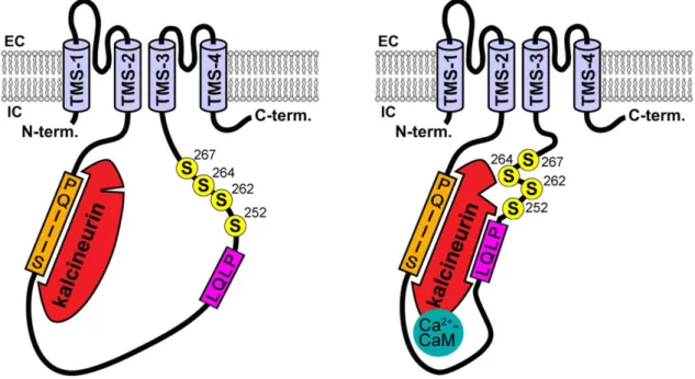 8. ábra: A TRESK csatorna interakciója a kalcineurinnal – sematikus modell. 