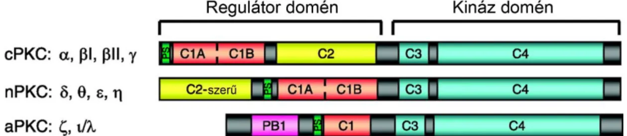9. ábra: A protein kináz C izoformák doménszerkezete. 