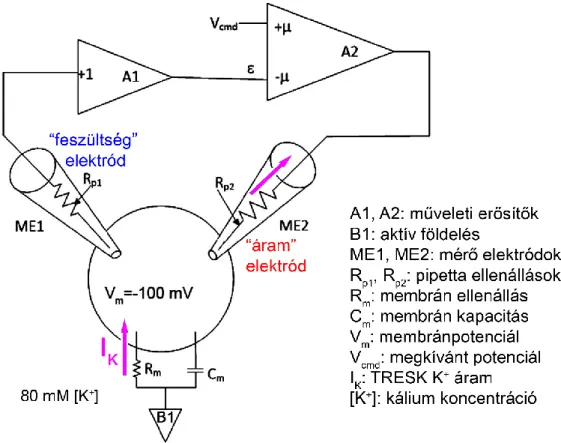 10. ábra: A két elektródos feszültségzár (voltage clamp) mérés sematikus kapcsolási rajza