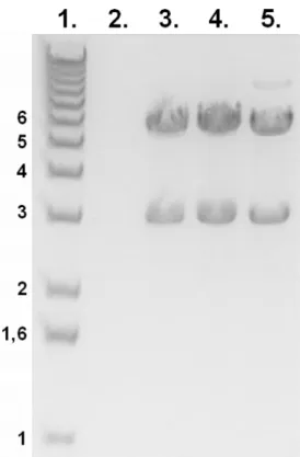 7. ábra: TRPM2  mutánsokat tartalmazó plazmidok  mennyiségének  agaróz gélen  történő ellenőrzése