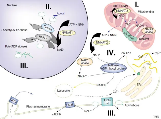1. ábra: NAD(P) +  és metabolitjainak szerepe a sejt energia-termelésében és egyéb  folyamatokban