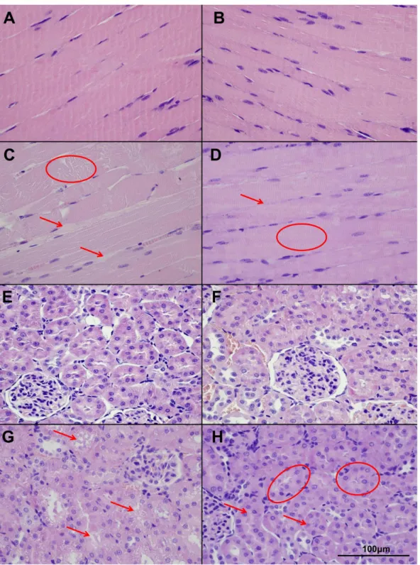 Figure 1. Muscle and kidney histopathology (hematoxillin-eosin (HE) stain, light microscopy)