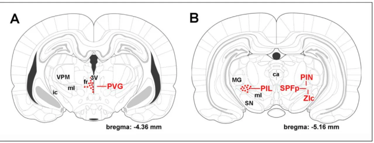 1. ábra. A TIP39 peptidet expresszáló sejttestek lokalizációja a posterior thalamusban  A: A periventricularis szürkeállományban (PVG) a legtöbb TIP39 neuron a harmadik agykamra (3V) és a  fasciculus  retroflexus  (fr)  között  helyezkedik  el