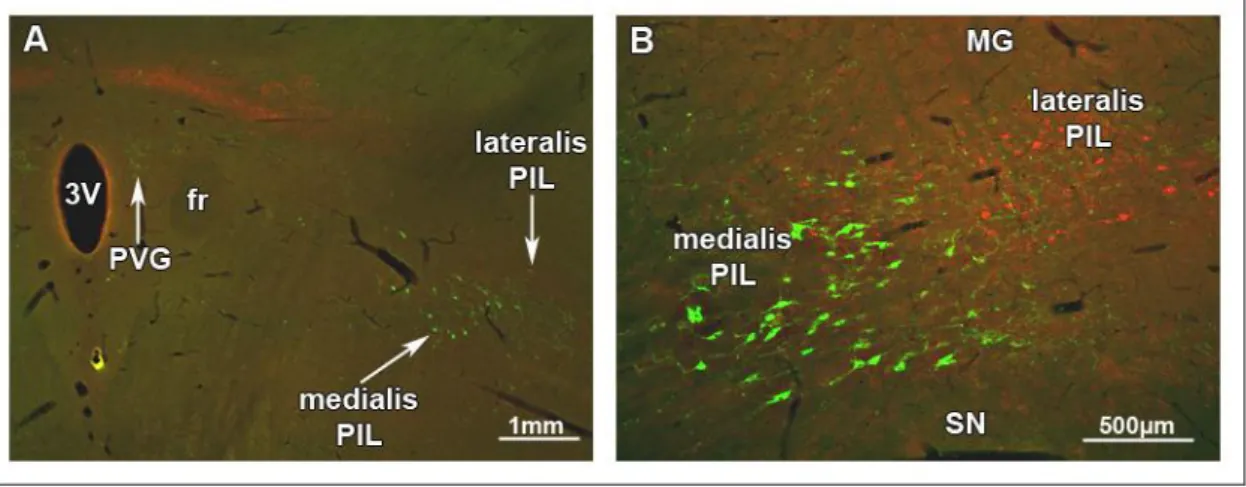 8. ábra. A TIP39 és a CGRP sejtek közötti topográfiai kapcsolat a posterior thalamusban  A:  A  horizontális  síkú  metszeten  kettős  fluoreszcens  immunfestéssel  vált  láthatóvá,  hogy  a   TIP39-immunreaktív neuronok (zöld) medialisan helyezkednek el a