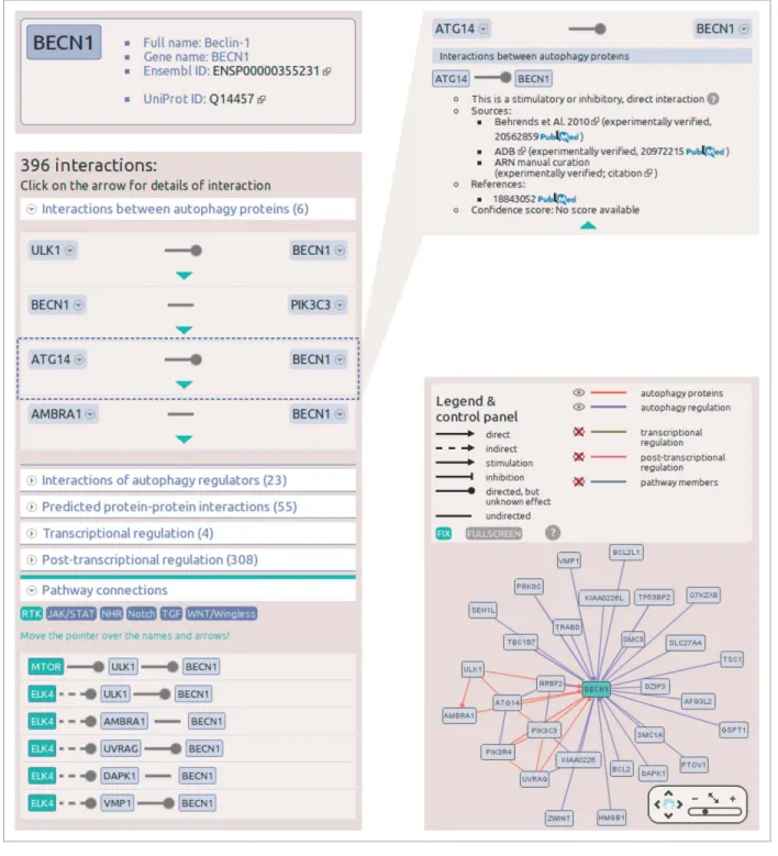 Figure 3. Screenshots from the protein datasheet of BECN1 from the ARN webpage. (A) At the top of the datasheet the name, gene name, UniProt ID, and Ensembl protein ID of the selected protein is shown, with hyperlinks to the UniProt and Ensembl webpages