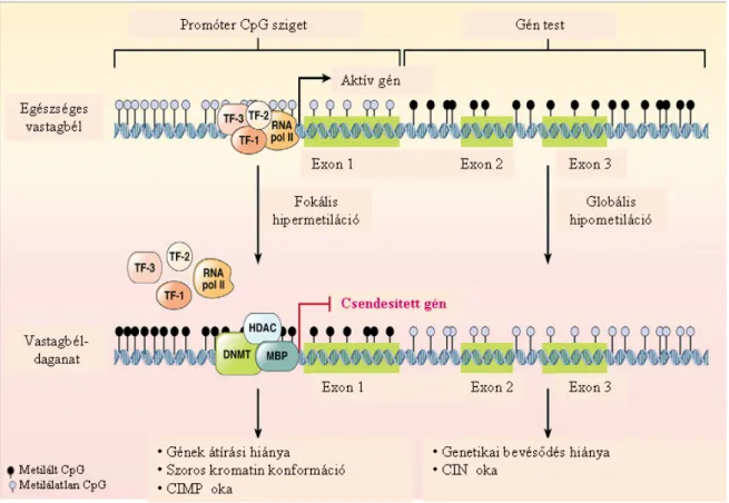 3. ábra: DNS hipermetiláció által előidézett tumor szuppresszor gén átírási csendesítése  vastagbél daganatos és egészséges colon sejtekben [67 - módosítva] 