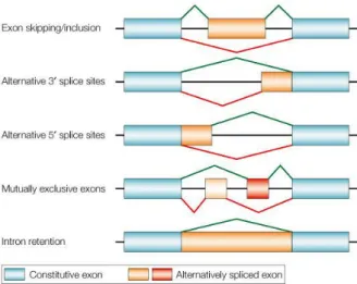 2. ábra: Az alternatív splicing létrejöttének főbb típusai vázlatosan (35) 
