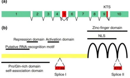 6. ábra: A WT1 gén szerkezete: a. mRNS exonjai b. protein. (149) 