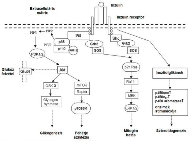 2. ábra: Az inzulin receptor fiziológiás jelátviteli m ű ködésének vázlatos rajza (Mukherjee nyomán  módosítva) 