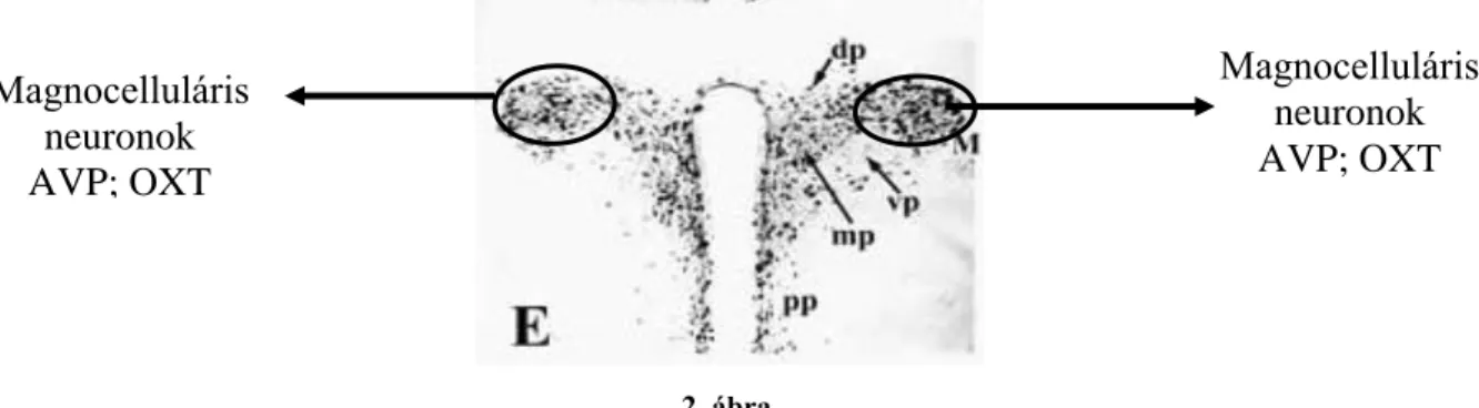 2. ábra  Magnocelluláris neuronok AVP; OXT Magnocelluláris neuronok AVP; OXT 