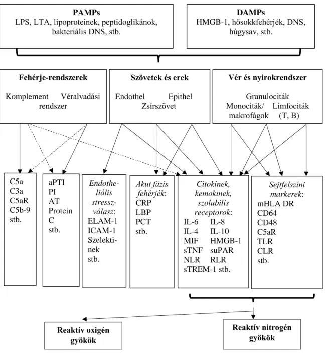 9. ábra. A gyulladásos válasz. 