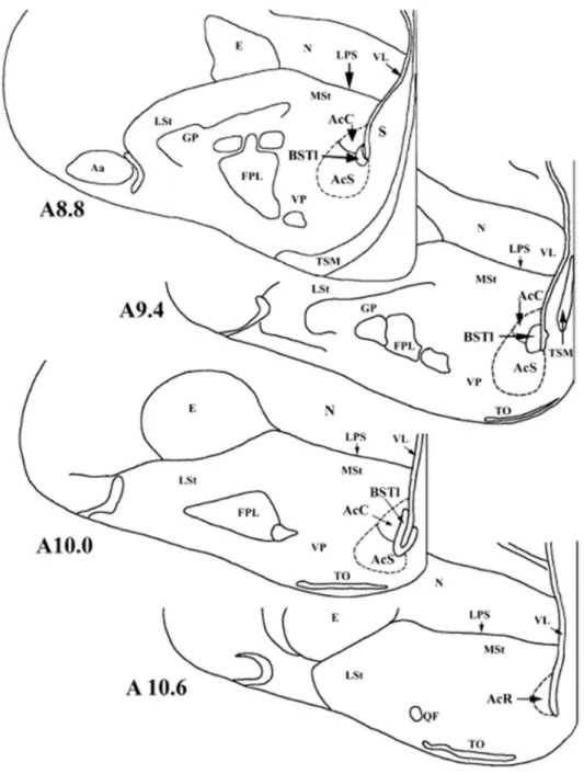 9. ábra Házityúk ventromedialis előagyi régiójában fellelhető Ac, BSTL és MSt viszonyai  (Bálint és Csillag (2007) nyomán)