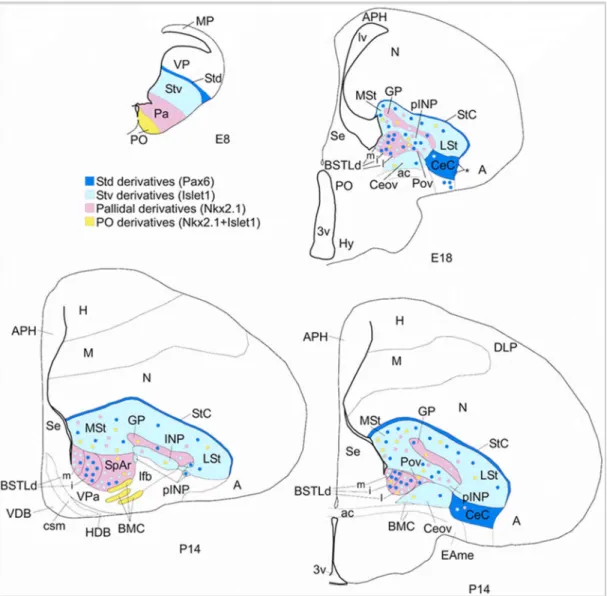 10. ábra A subpallialis centralis extended amygdala fejlődési markerekkel bizonyíthatóan csirkében  is jelen van