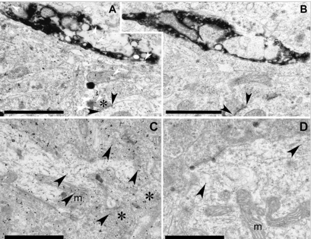 11. ábra  Transzmissziós  elektronmikroszkópos  felvételek  (A-B)  csirke  és  (C-D)  patkány  nucleus  accumbens  core  régiójából,  postembedding  immunogold  festést  követ ő en