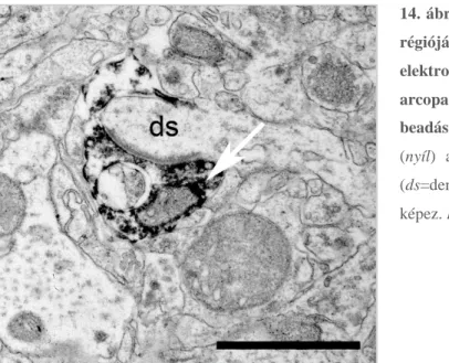 13. ábra Transzmissziós elektronmikroszkópos felvételek csirke nucleus accumbens core régiójából,  postembedding (A) L-Aszpartát (Asp) és (B) L-Glutamát (Glu) immunfestést és immunogold jelölést  követ ő en