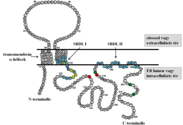 7. ábra A sigma-1 receptor aminosav szekvenciája A színek a különböző ligandkötő  helyeket jelölik (kék: szteroid kötő domének (steroid binding domain like (SBDL I és II),  zöld: koleszterol, piros: haloperidol - antagonista, sárga:  N,N-dipropil-2-[4-meth