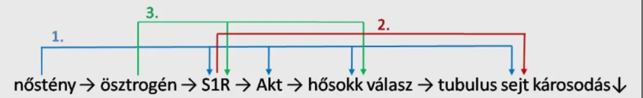 A következő kérdésekre kerestük a választ (8. ábra): 