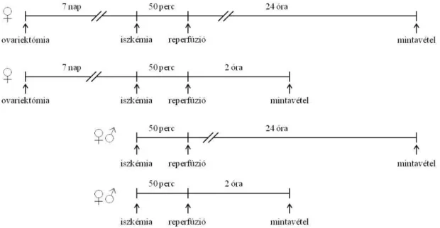 10. ábra Az első iszkémia/reperfúziós kísérletsorozat protokollja (♂: hím, ♀: nőstény)  2
