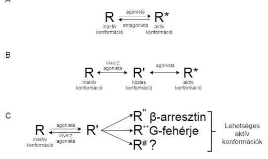 4. ábra G-fehérje kapcsolt receptorok alternatív receptoraktivációs elméletei 