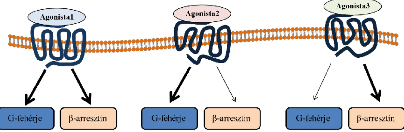 5. ábra A G-fehérje kapcsolt receptorok jelátvitel-szelektív agonizmusa 