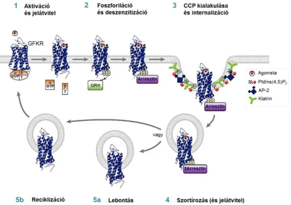 8. ábra A G-fehérje kapcsolt receptorok (GFKR) válaszkészségének szabályozása  Agonistakötődés  hatására  a  GFKR-ek  G-fehérjéken  keresztül  számos  jelátviteli  útvonalat  aktiválnak  (1),  majd  ezt  követőn  G-fehérje  kapcsolt  receptor  kinázokok  (