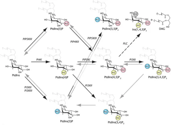 10. ábra A foszfoinozitidek (PPIn) metabolizmusának lehetséges útvonalai  