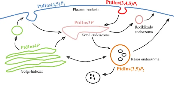 11. ábra Foszfoinozitidek (PPIn) eloszlása a sejtmembránokban  