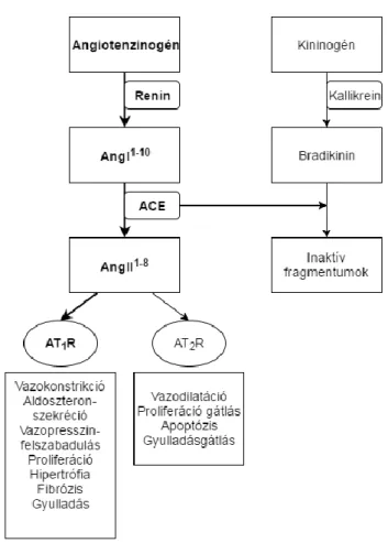 1. ábra A klasszikus renin-angiotenzin-aldoszterin rendszer felépítése és működése   A RAAS fő végrehajtója az angiotenzin II (AngII 1-8 ), mely az angiotenzinogénből renin  által létrehozott angiotenzin I-ből (AngI 1-10 ) keletkezik az angiotenzin konvert