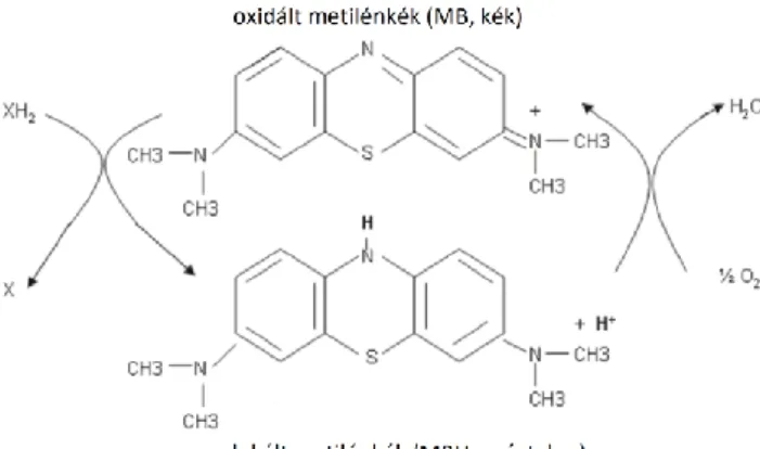 3. ábra: A metilénkék oxidált (MB) és redukált (MBH 2 ) formájának képlete. Forrás: [88]