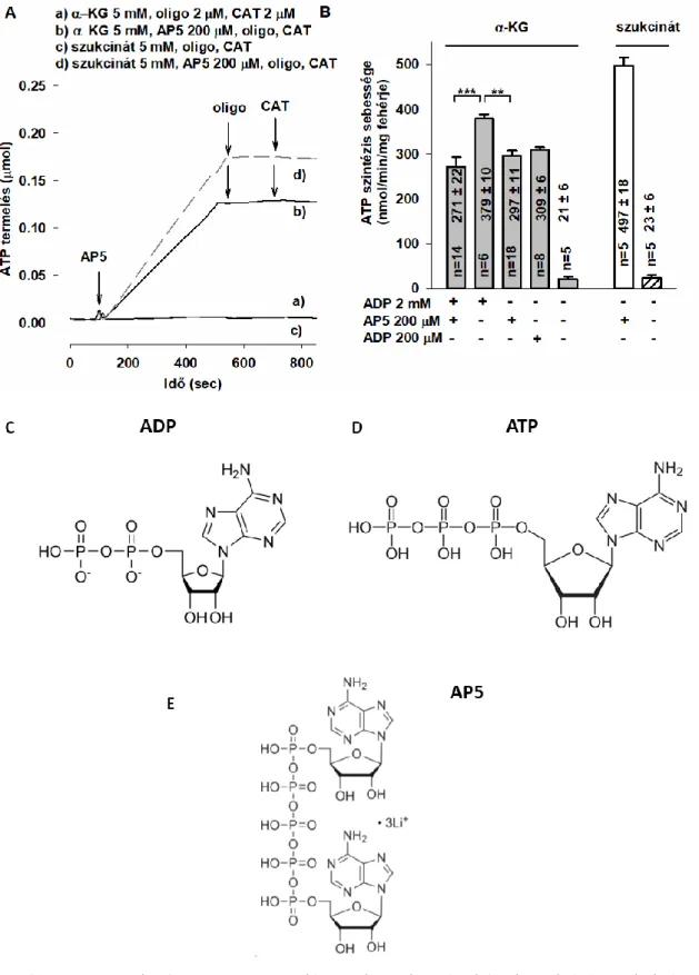 11. ábra: Az AP5 hatása az ATP termelésre α-ketoglutaráttal (A; b görbe) és szukcináttal  (A; d görbe) energetizált mitokondriumokban NADPH abszorbancia-változását követve  (lásd  Anyagok  és  módszerek)