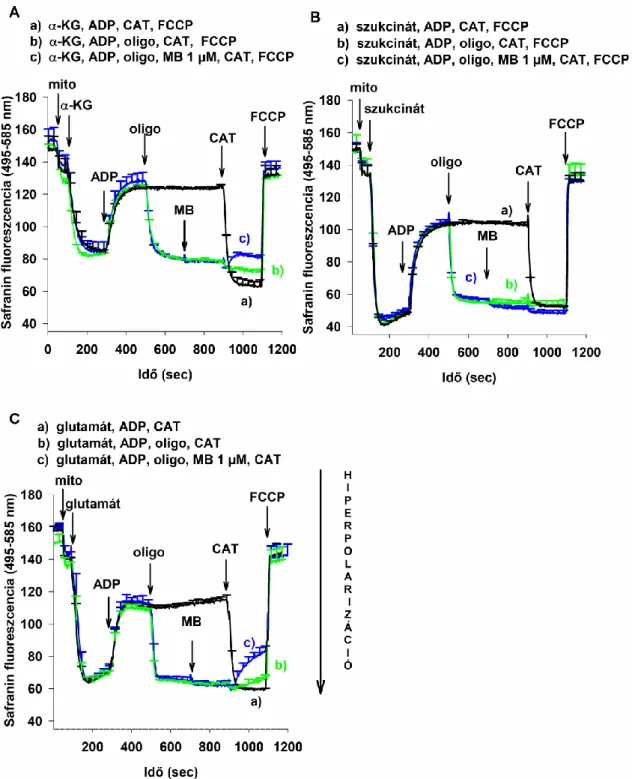 15. ábra:  A  MB  hatása  a  mitokondriális  membránpotenciálra  α-ketoglutaráttal  (α-KG,  A),  szukcináttal  (B)  és  glutamáttal  (C)  energetizált  izolált  agyi  mitokondriumokban  safranin fluoreszcens festékkel meghatározva
