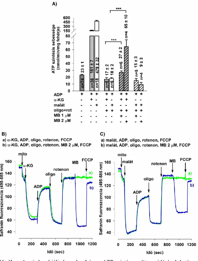 16. ábra:  A  mitokondriális  komplex  I  és  az  ATP-szintáz  együttes  gátlásának  hatása  a  SSF-ra és a mitokondriális membránpotenciálra (Δψ m ) α-KG-tal és maláttal energetizált  agyi mitokondriumokban