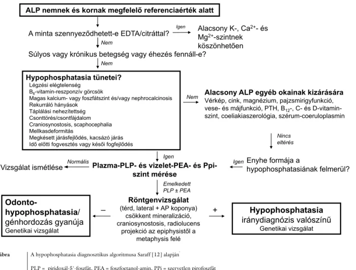 2. ábra A hypophosphatasia diagnosztikus algoritmusa Saraff [12] alapján