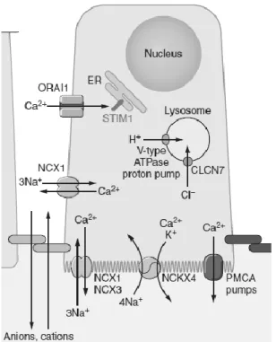 6. ábra: A ameloblaszt sejtek feltételezett kalcium-transzport mechanizmusai (Lacruz  és mtsai 2017) 