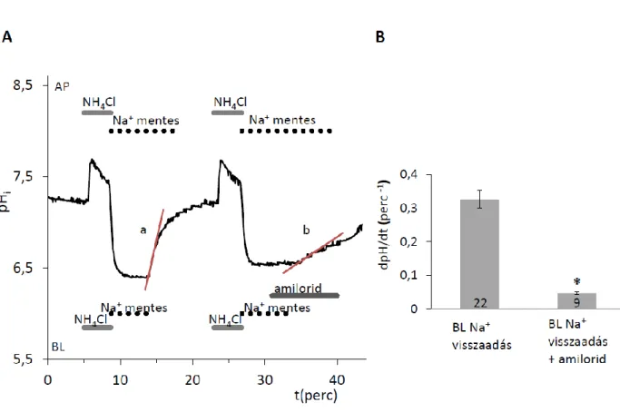 19. ábra A pH i  helyreállása HAT-7 sejtekben intracelluláris savterhelés után HCO 3 -