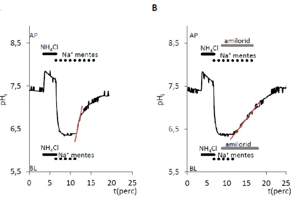 21. ábra A pH i  helyreállása HAT-7 sejtekben intracelluláris savterhelés után külső  HCO 3 - /CO 2    jelenlétében