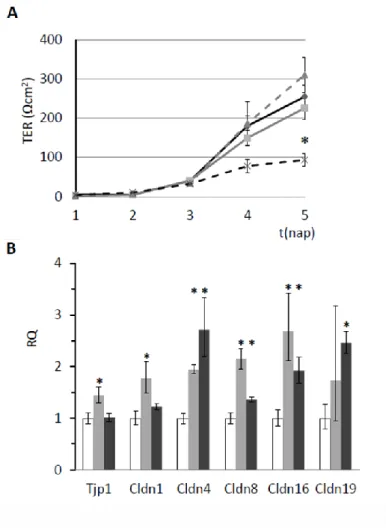 27. ábra A fluorid hatása a HAT-7 sejtréteg transzepitél rezisztenciájára és a szoros- szoros-kapcsolati  fehérjék  kifejeződésére