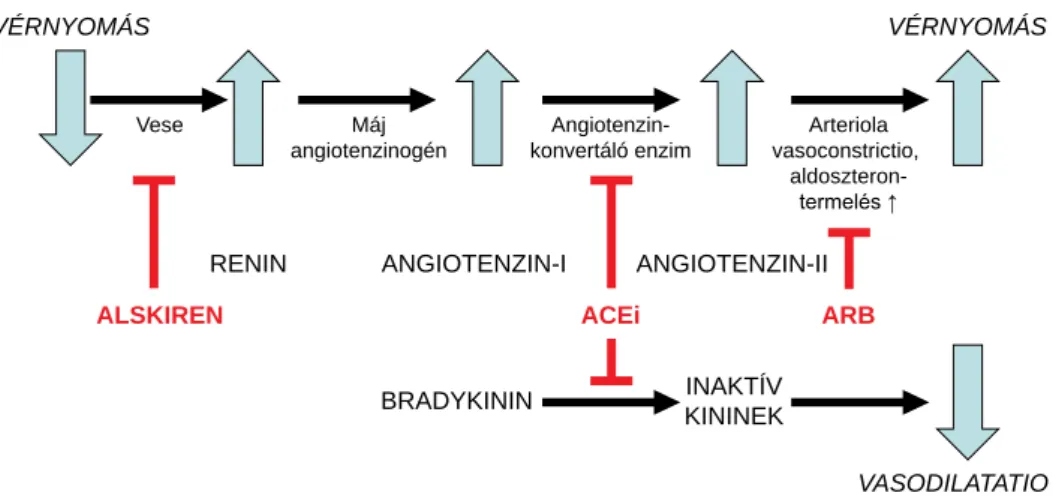1. ábra A renin-angiotenzin-aldoszteron rendszer szerepe a vérnyomás-szabályozásbanVÉRNYOMÁS VÉRNYOMÁSVeseMájangiotenzinogénAngiotenzin-konvertáló enzimArteriolavasoconstrictio, aldoszteron-WHUPHOpVĹRENINANGIOTENZIN-IANGIOTENZIN-II