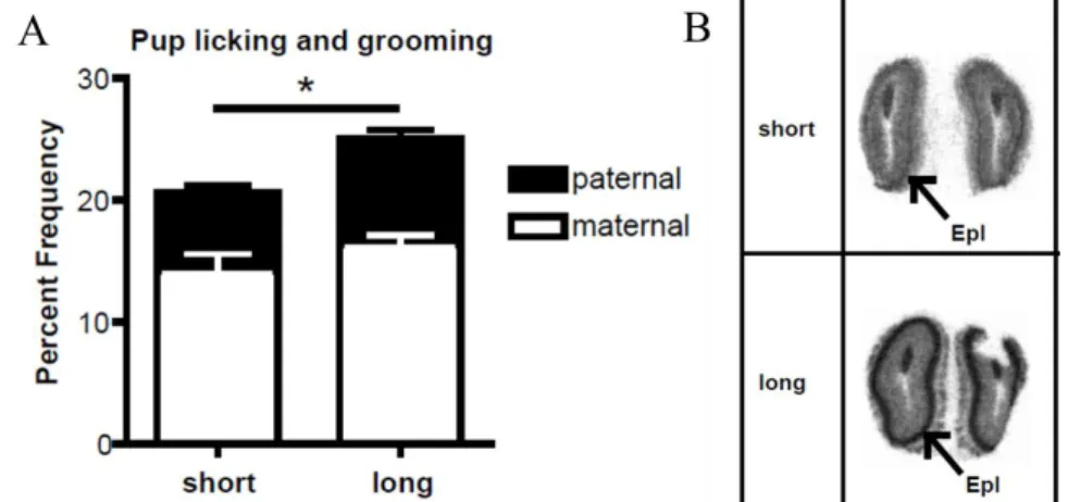 4. ábra A préripockok apai (paternal) és anyai (maternal) utódgondozó magatartásának (Pup  licking and grooming; LG) gyakorisága (Percent Frequency) (A) és a V 1a R expressziója a  szaglógumóban (B) (Epl: external plexiform layer [43]) A hosszabb (long) V 