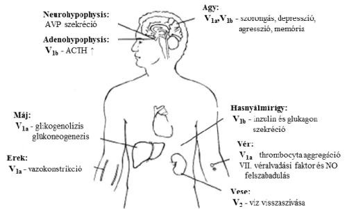 6. ábra AVP receptorok előfordulása és hatásai  www.clinsci.org/cs/105/0001/cs1050001f01.gif alapján 