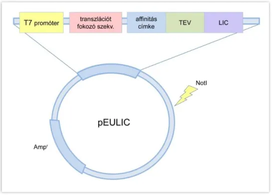2. ábra. A transzlációs pEULIC vektor sematikus képe. T7 promóter, transzlációt fokozó  szekvencia, affinitás címke: GST, His 6 , Halo, biotin, TEV: TEV proteáz hasítóhely, LIC: 